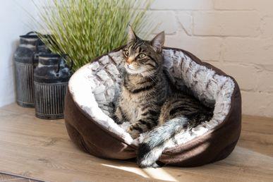 Cat sat in brown cat bed.