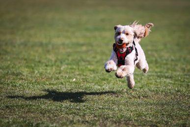 A small dog with a harness joyfully runs on grass, holding an orange ball in its mouth.