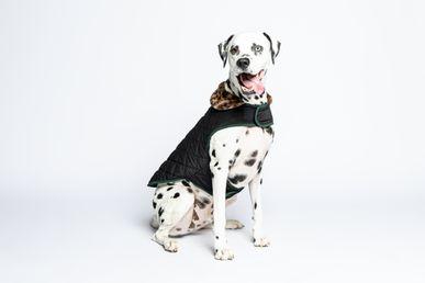 Dalmatian wearing a black quilted jacket with a leopard print hood, sitting against a plain white background.