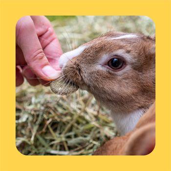 Burgess Excel Forage and Feast Hay Bar with Marigold 60g