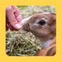 Burgess Excel Forage and Feast Hay Bar with Marigold 60g