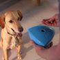 PLAY9 Roolo® Interactive Treat Dispensing Dog Toy