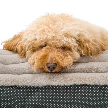 Snug & Cosy Faux Fur Dog Lounger Taupe