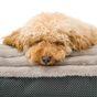 Snug & Cosy Faux Fur Dog Lounger Taupe