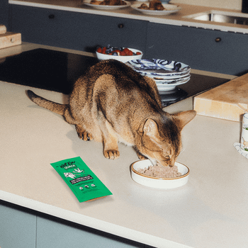 KatKin QUACK Fresh Cat and Kitten Food (Duck + Chicken) 1x80g