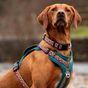 Neerdog Go-B-Bold Airflow Dog Harness-Lantana Large