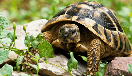 How to Look After a Tortoise: Care Guide for Pet Parents