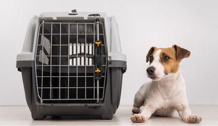 Car Blogs Jollyes The Pet People