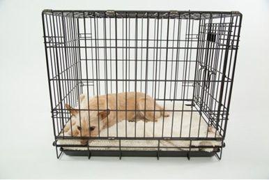 Training. Blogs Jollyes The Pet People