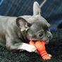 Nylabone Power Chew Lobster Dog Chew Toy - Small