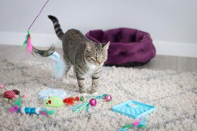 Tabby cat walking on a beige rug, surrounded by colorful toys, with a purple pet bed in the background.