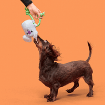 Bark Koa Koala Dog Toy