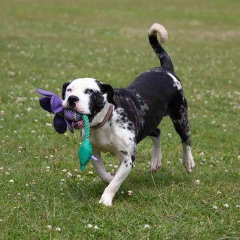 Rosewood Battersea Flower Dog Tug Toy