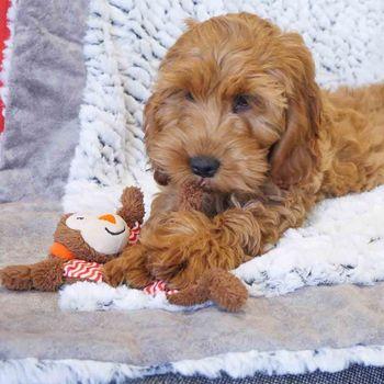 Rosewood Little Nippers Cheeky Chimp Dog Toy