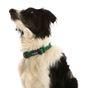 Doodlebone Trendy Tails Padded Dog Collar Green 3-6