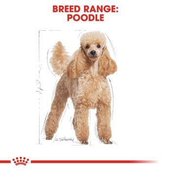 Royal Canin Wet Dog Food Wet Poodle 85g