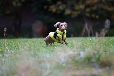 A small dog in a yellow jacket joyfully runs through a grassy field, with trees blurred in the background.