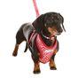 Doodlebone Airmesh Ruby Leopard Dog Harness Size 4-5
