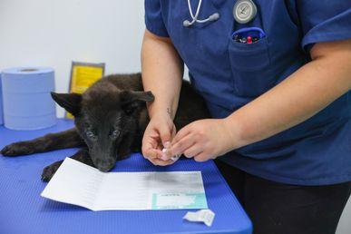 Dog sat on table with a vet.