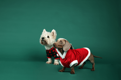 White West Highland Terrier in red plaid sweater and brown dachshund in red Santa coat on green background.