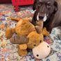 KONG Cozie Jumbo Marvin Dog Toy, XL