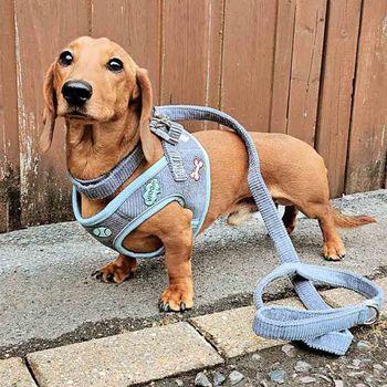 Doodlebone Snappy Dinky Blue Dog Harness 2