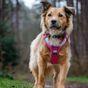 Doodlebone 'With Me' Dog Harness Pink 2-4