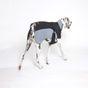 Rufus & Rosie Grey Overcoat, S Dog Coat