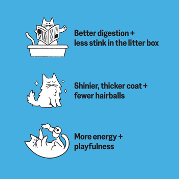 KatKin SPLASH Fresh Fish & Turkey Cat Food 80g