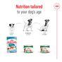 Royal Canin Mini Ageing 8+ Senior Wet Small Dog Food Cans In Loaf 195g