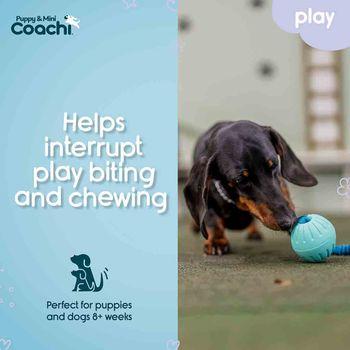Coachi Puppy & Mini Tuggi Ball Dog Toy Teal & Mint