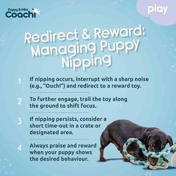 Coachi Puppy & Mini Tuggi Tug Dog Toy Teal & Mint