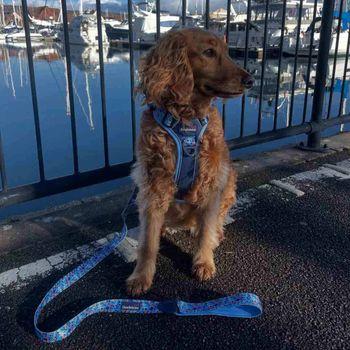 Doodlebone Trendy Tails Control Dog Lead 20mm Blue