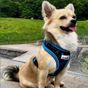 Doodlebone Airmesh Electric Party Dog Harness Size 4-5