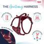 Halti Anatomy Dog Harness Magenta Medium