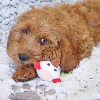 Rosewood Little Nippers Wise Owl Dog Toy