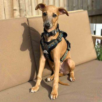 Neerdog Go-B-Bold Airflow Dog Harness Hollyhock Small