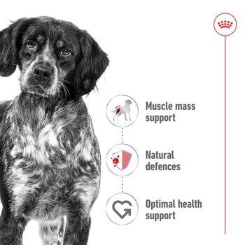 Royal Canin Medium Adult Wet Dog Food Cans In Loaf 410g