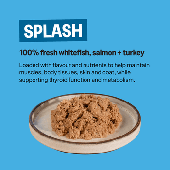 KatKin SPLASH Fresh Fish & Turkey Cat Food 80g