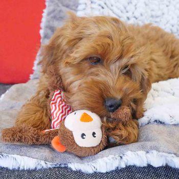Rosewood Little Nippers Cheeky Chimp Dog Toy