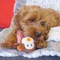 Rosewood Little Nippers Cheeky Chimp Dog Toy