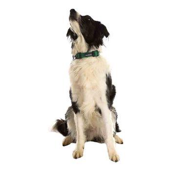 Doodlebone Trendy Tails Padded Dog Collar Green 1-2