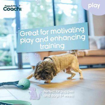 Coachi Puppy & Mini Tuggi Ball Dog Toy Teal & Mint
