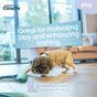 Coachi Puppy & Mini Tuggi Ball Dog Toy Teal & Mint