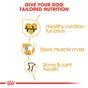 Royal Canin Dry Dog Food Rottweiler Adult 12kg