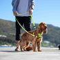 Rogz Utility Control Black Dog Harness, Medium