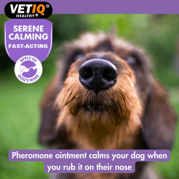 VETIQ Serene Dog Calming Rapid Relief Ointment 50g
