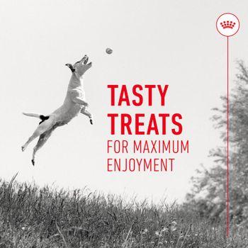 Royal Canin Dog Treats for Training