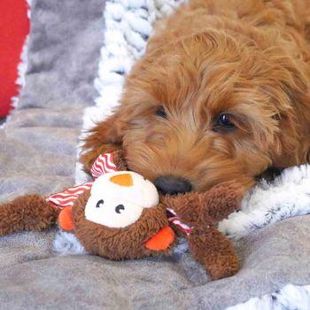 Rosewood Little Nippers Cheeky Chimp Dog Toy