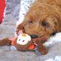 Rosewood Little Nippers Cheeky Chimp Dog Toy